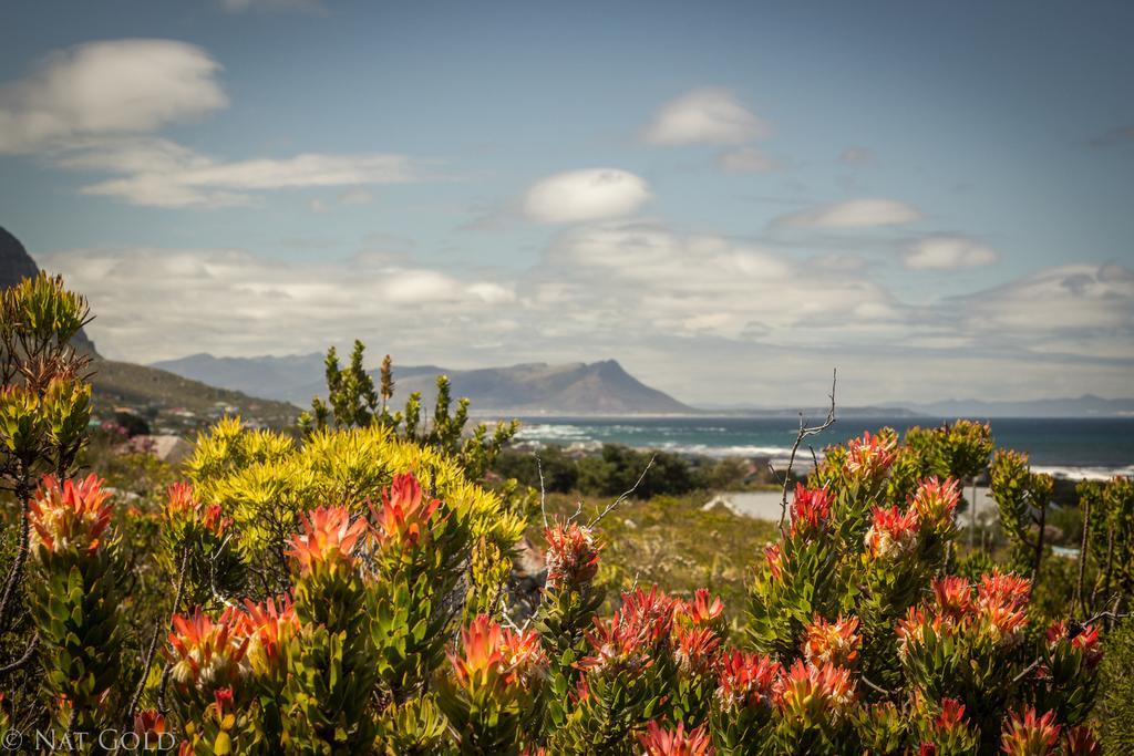 The Trailhouse Hotell Bettyʼs Bay Eksteriør bilde